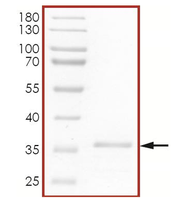 The purity of VAV1 (SH3 domain) was determined to be > 90% by densitometry. Observed MW ~36 kDa. Calculated MW ~34 kDa.